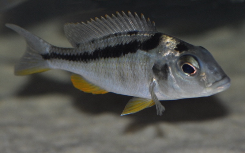 Mylochromis sphaerodon 'Senga Bay'